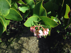 Arctostaphylos pallida