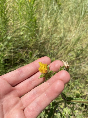 iNaturalist observation photo of bristly oxtongue