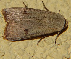 Lepidoptera