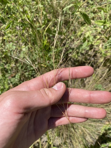 iNaturalist observation photo of foothill needle grass