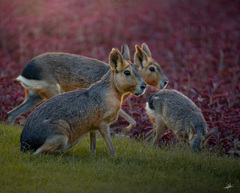 Patagonian Mara photo 5