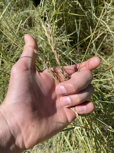 iNaturalist observation photo of Creeping wild rye