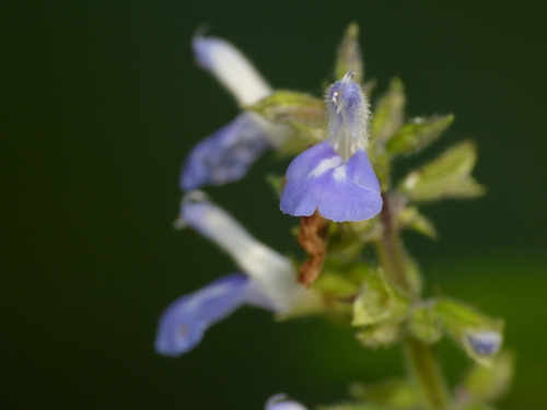 Image of Salvia xalapensis by (c) Oscar Marín, some rights reserved (CC BY-SA)