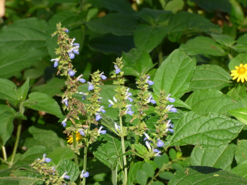 Image of Salvia xalapensis by (c) Oscar Marín, some rights reserved (CC BY-SA)