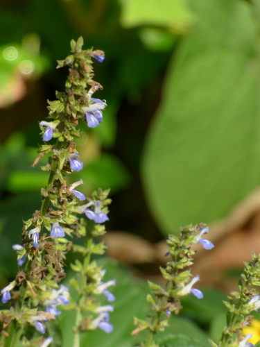 Image of Salvia xalapensis by (c) Oscar Marín, some rights reserved (CC BY-SA)