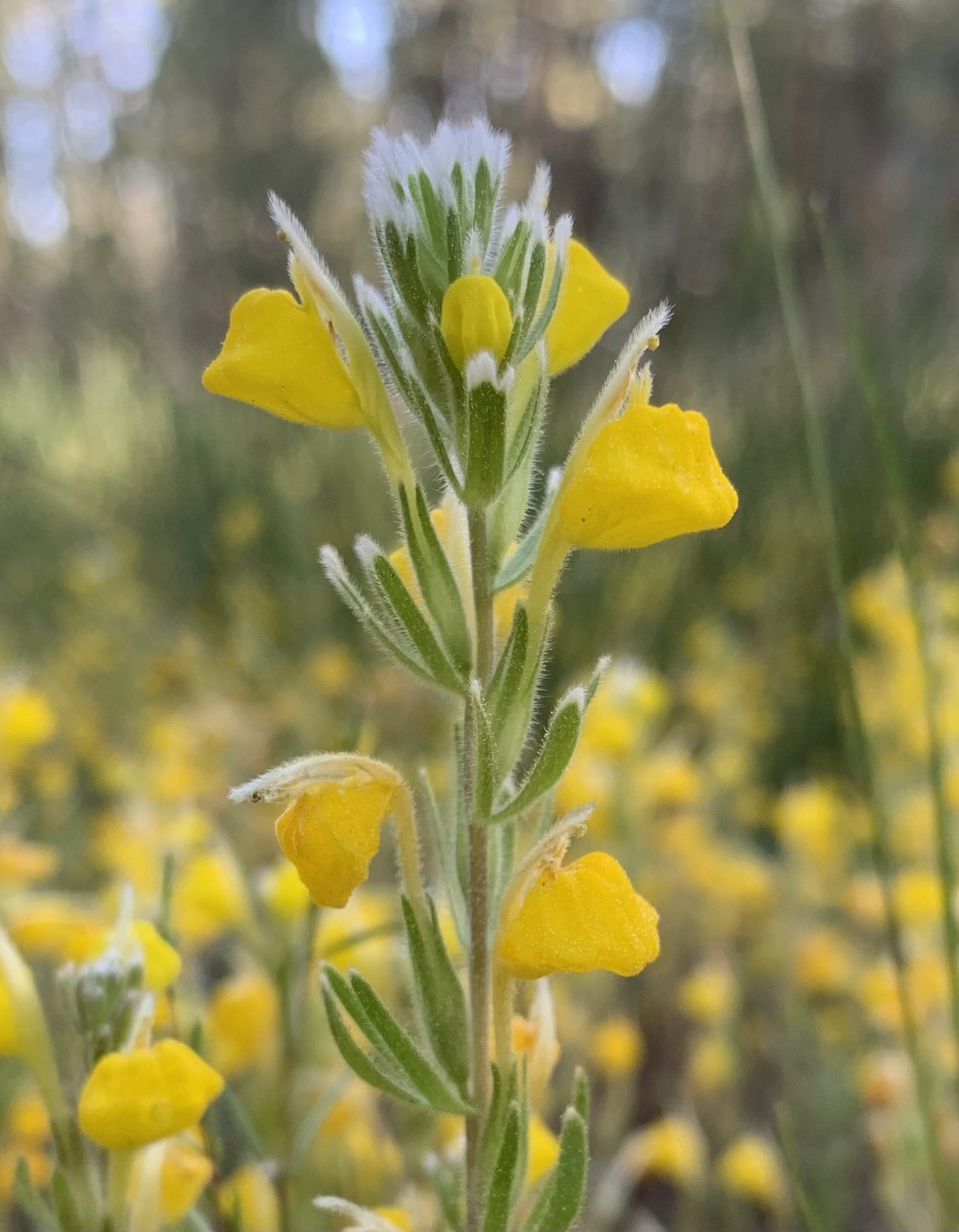 Castilleja lasiorhyncha