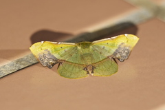 Fascellina plagiata