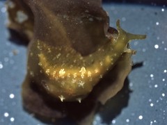 Phyllaplysia padinae