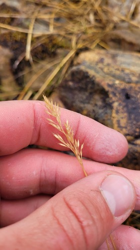 Agrostis aucklandica, 2023-03-04