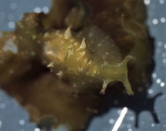 Phyllaplysia padinae