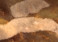 Phyllaplysia padinae