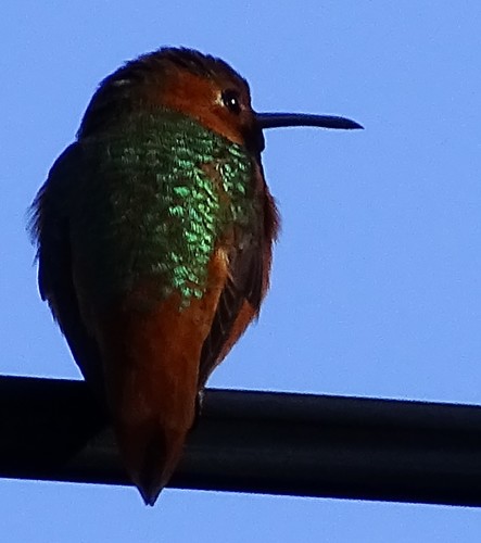 Selasphorus sasin