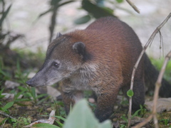 Nasua olivacea