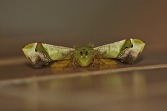 Fascellina plagiata