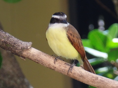 Pitangus sulphuratus