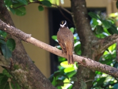 Pitangus sulphuratus