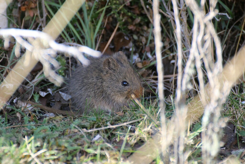 Andean Swamp Rat
