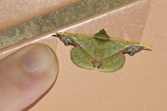 Fascellina plagiata