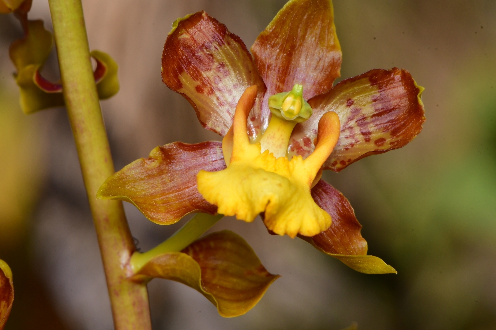 Cyrtopodium parviflorum Lindl. 4