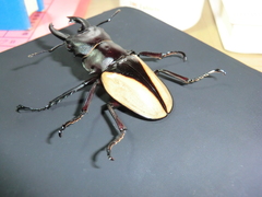 Odontolabis cuvera cuvera