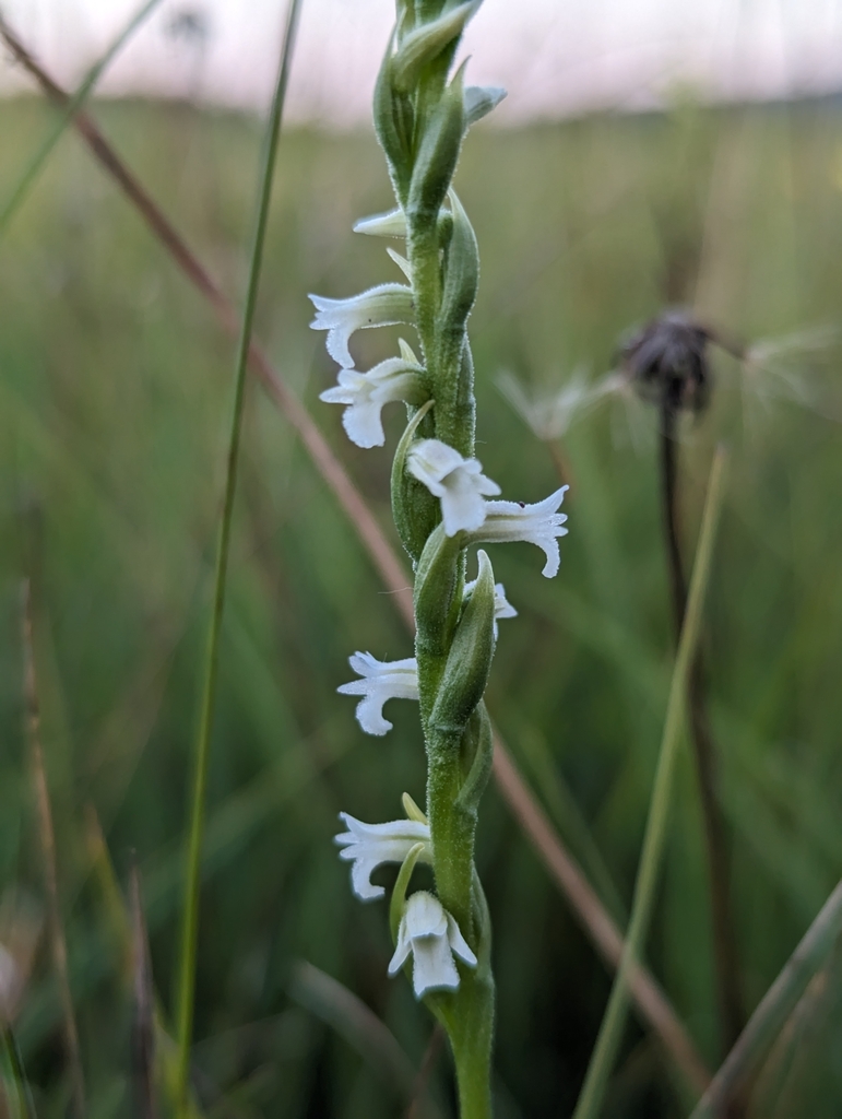Spiranthes aestivalis