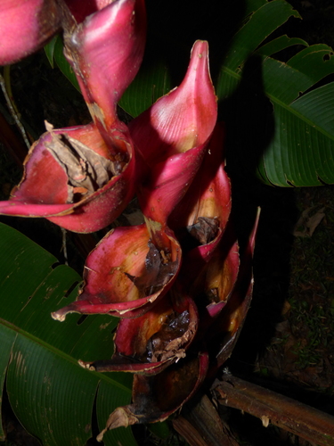 Image of Heliconia bourgaeana by (c) Oscar Marín, some rights reserved (CC BY-SA)