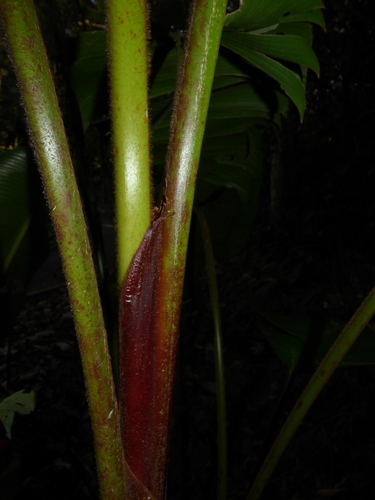 Image of Heliconia bourgaeana by (c) Oscar Marín, some rights reserved (CC BY-SA)