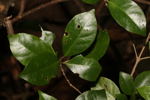 Image of Hodgkinsonia ovatiflora by (c) Greg Tasney, some rights reserved (CC BY-SA)