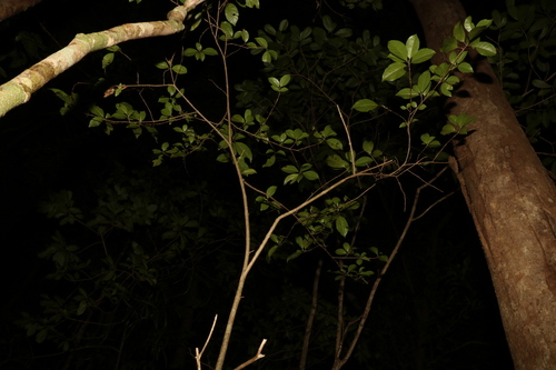Image of Hodgkinsonia ovatiflora by (c) Greg Tasney, some rights reserved (CC BY-SA)