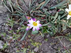 Calandrinia affinis
