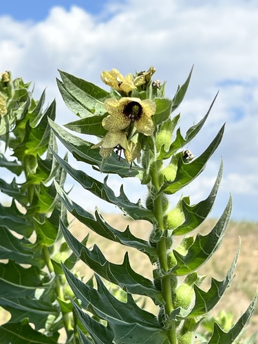 black henbane