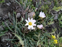 Calandrinia affinis