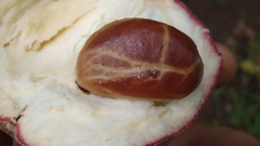 Diospyros blancoi