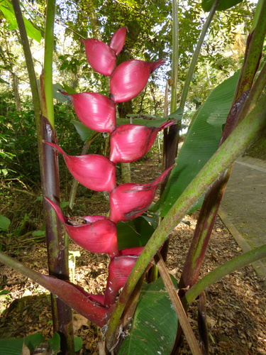 Image of Heliconia bourgaeana by (c) Oscar Marín, some rights reserved (CC BY-SA)