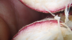 Diospyros blancoi