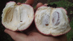 Diospyros blancoi