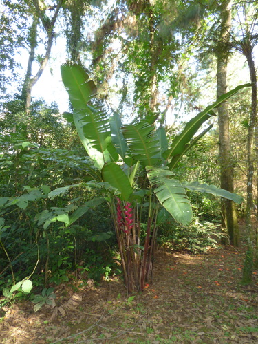 Image of Heliconia bourgaeana by (c) Oscar Marín, some rights reserved (CC BY-SA)
