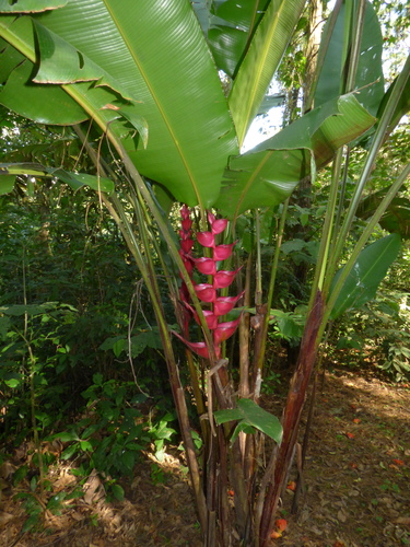 Image of Heliconia bourgaeana by (c) Oscar Marín, some rights reserved (CC BY-SA)