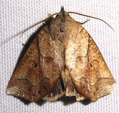 Pterogonia aurigutta