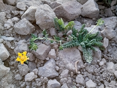 Loasa sigmoidea