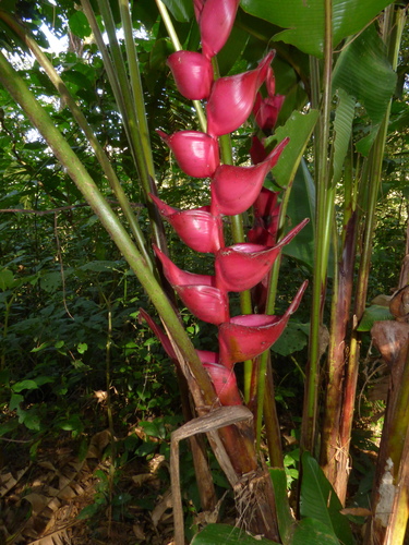 Image of Heliconia bourgaeana by (c) Oscar Marín, some rights reserved (CC BY-SA)