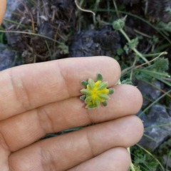 Loasa sigmoidea