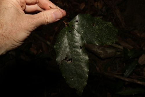 Dissiliaria baloghioides (Dissiliaria baloghioides)
