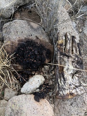 Ursus americanus eremicus