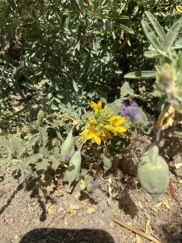 iNaturalist observation photo of Bladderpod