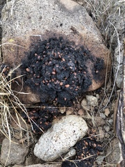 Ursus americanus eremicus