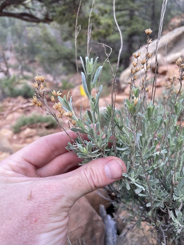 Image of Bigelow Sagebrush (Artemisia bigelovii) by (c) Martin Purdy, some rights reserved (CC BY)