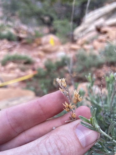 Image of Bigelow Sagebrush (Artemisia bigelovii) by (c) Martin Purdy, some rights reserved (CC BY)