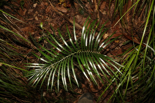Image of Macrozamia lucida by (c) Greg Tasney, some rights reserved (CC BY-SA)
