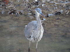 Ardea herodias